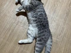 -荔康动物医院(康王北路店)