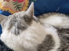 -爱宠有家宠物医院(彩虹桥总店)