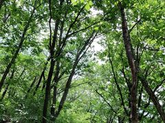 -帽儿山国家森林公园