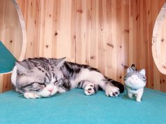 -猫在这儿猫咪咖啡馆·撸猫馆