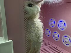 -贝康宠物医院·犬猫全科·小动物特色诊疗中心(东环路店)