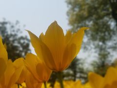 -上海鲜花港