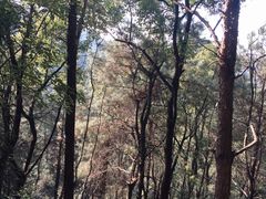 -伴山茶苑·一盏冰茶·半日山居