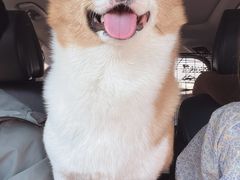 -宠福鑫康馨动物医院·骨科·眼科