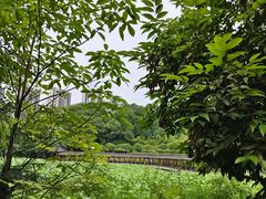 -龙头寺公园