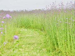 -漩门湾国家湿地公园