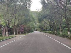 -清溪森林公园