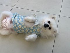 -怪兽屋·羊驼·猫咖·狗咖(俊华广场店)