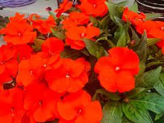 -秦美花卉(天朗·莱茵小城2期店)