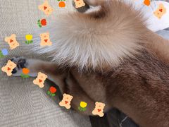 -逗柴咖啡屋·狗咖猫咖宠物桌游