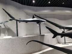 -青岛海底世界-水族馆