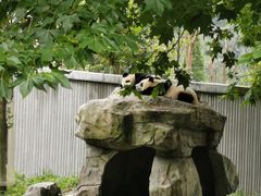 -卧龙中华大熊猫苑神树坪基地