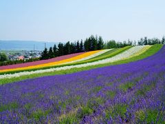 -富田农场