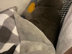 -艾贝尔宠物诊疗