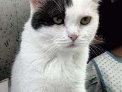 -喵园·猫主题咖啡厅·撸猫·猫咖(国贸店)