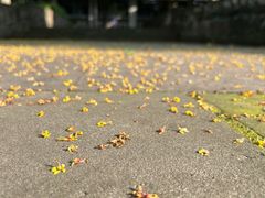 -四川大学(江安校区)