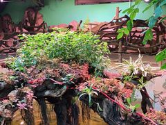 -正佳雨林生态植物园