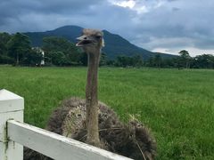 -瑞穗牧场