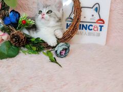 -十年猫舍·猫咪专门店(普陀店)