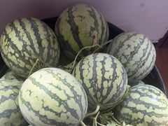 -南汇新场正宗水蜜桃采摘