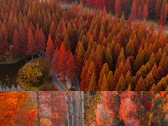 -黄海国家森林公园