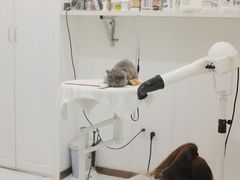 -momokira米努特·德文卷毛猫·棉花面纱犬