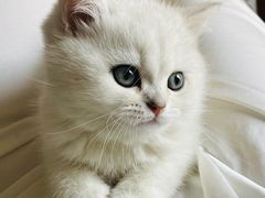 -糯米喵星人总部直营旗舰店·猫舍·幼猫出售