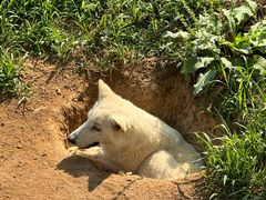 -西霞口神雕山野生动物世界