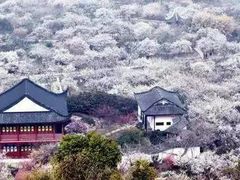 -香雪海