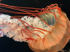 -欢乐海岸海洋奇梦馆