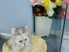 android_upload_pic-喵的天空名猫咖啡馆·撸猫·猫舍·用品