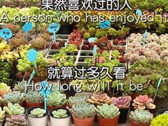 -循礼门鲜花花市(武汉循礼门店)