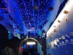 -芜湖新华联大白鲸海洋公园