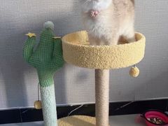 -欣宠猫屋·矮脚拿破仑·蓝金金渐层