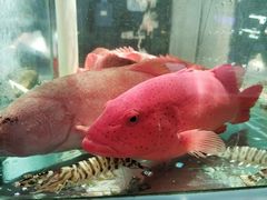 -1718海鲜姿造(苏宁宴请臻选店)
