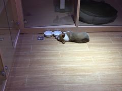 -Pets First伊珊娜洗护·精致美容·家庭式寄养(新会路店)