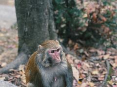 -黔灵山公园
