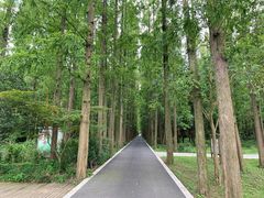 -东平国家森林公园