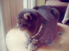 -猫色咖啡·猫咖