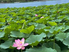 -莲花池公园
