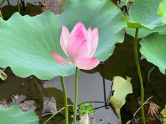 -荔湾湖公园