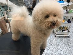 -momokira米努特·德文卷毛猫·棉花面纱犬