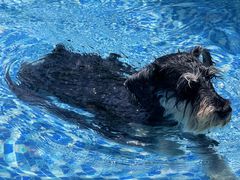 -汪说喵讲宠物乐园宠物酒店(红星美凯龙店)