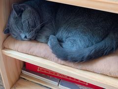 -海边的猫和咖啡馆