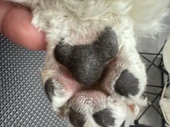 -comecome来吧宠物(奥克斯中心店)