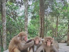 -姑婆山旅游区