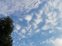 -银湖山郊野公园-相思林