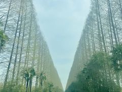 -黄海国家森林公园