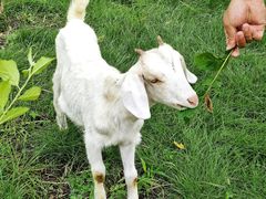 -哈尔滨北方森林动物园