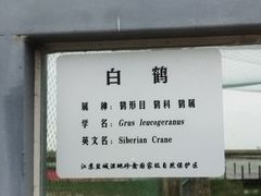 -盐城丹顶鹤湿地生态旅游区